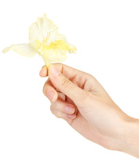 Woman's hand holding a bud of gladiolus