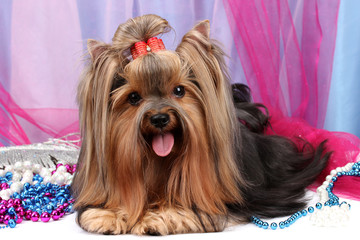 Beautiful yorkshire terrier on background fabric