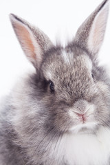 Rabbit isolated on a white background