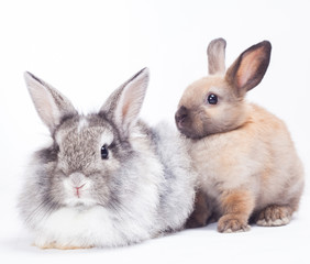 Two rabbits