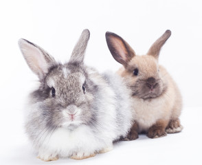 Two rabbits