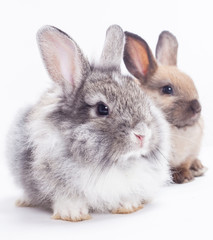 Two rabbits