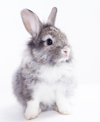 Rabbit isolated on a white background