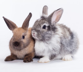 Obraz premium Two rabbits