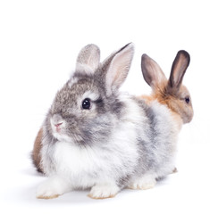 Obraz premium Dwa króliki