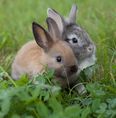 Rabbits  in grass