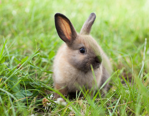 Rabbit in grass