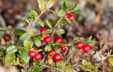 cowberry bushes