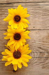 Ornamental sunflowers on wooden background