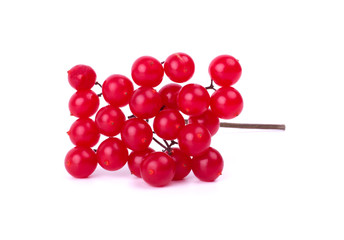 red berries of viburnum isolated on white