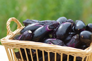 茄子　‐Eggplant‐