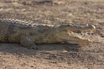 Krokodil (Crocodilia)