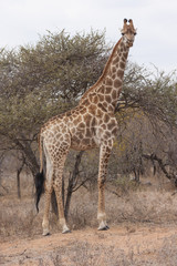 Kapgiraffe (G. c. giraffa)