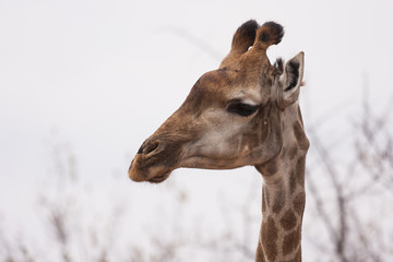 Obraz premium Kapgiraffe (G. c. giraffa) im Porträt