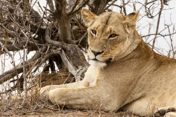 Löwe (Panthera leo) im Busch Südafrikas