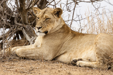 Obraz na płótnie Canvas Lew (Panthera leo) w buszu Afryki Południowej