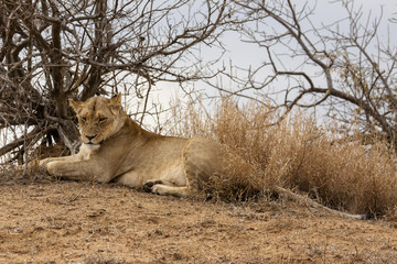 Löwe (Panthera leo) im Busch Südafrikas