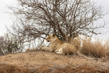 Löwe (Panthera leo) im Busch Südafrikas