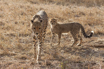Gepard (Acinonyx jubatus)