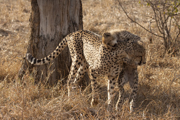 Gepard (Acinonyx jubatus)