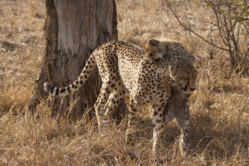 Gepard (Acinonyx jubatus) © NFSR