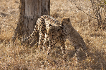 Gepard (Acinonyx jubatus) © NFSR