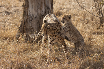 Obraz na płótnie Canvas Gepard (Acinonyx jubatus)