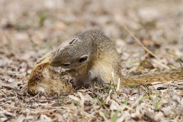 Smith-Buschhörnchen (Paraxerus cepapi)