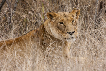 Fototapeta na wymiar Lew (Panthera leo) w buszu Afryki Południowej