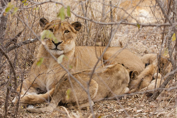 Löwin mit Jungtier (Panthera leo)