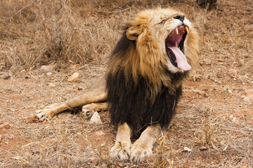 Gähneneder Löwe (Panthera leo) © NFSR