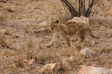 Fototapeta premium Löwe (Panthera leo)