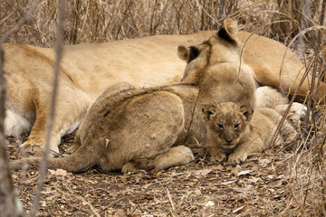 Löwin (Panthera leo) mit Jungtier