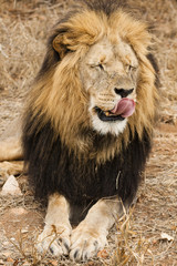 Löwe (Panthera leo) im Porträt