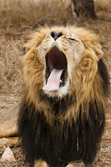 Löwe (Panthera leo) im Porträt