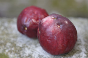 Malay Apple