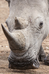 Fototapeta premium Breitmaulnashorn (Ceratotherium simum) im Porträt