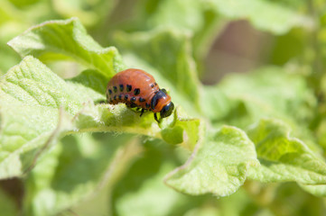 beetle larva