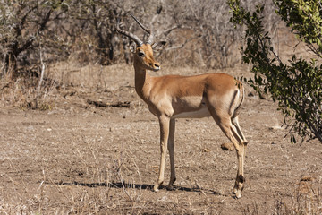  Impala (Aepyceros melampus)