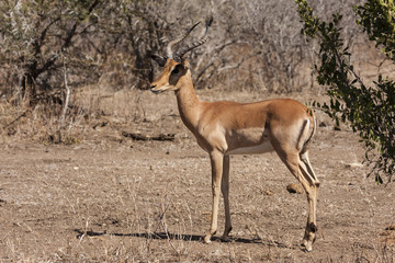  Impala (Aepyceros melampus)