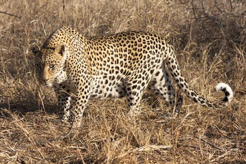 Leopard (Panthera pardus)