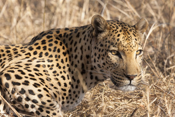 Leopard (Panthera pardus) im Porträt