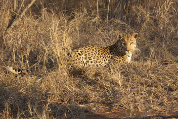 Leopard (Panthera pardus)