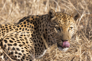 Leopard (Panthera pardus) im Porträt
