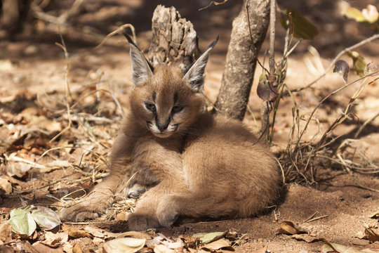 Karakal (Caracal caracal)