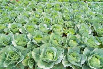 green cabbage