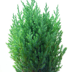 Juniper (Juniperus chinensis Stricta) - obrazy, fototapety, plakaty