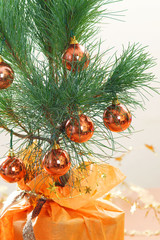 Pine in a pot - Christmas decoration