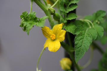 Male watermelon blossom-2