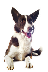 border collie marron